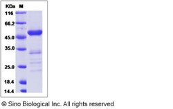 Sino Biological Recombinant Canine FGF-9 Protein (mFc Tag), Quantity: Each