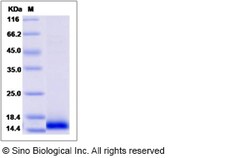 Sino Biological Recombinant Canine BCA-1/CXCL13 Protein (His Tag), Quantity: