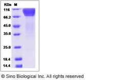 Sino Biological Recombinant Canine Fractalkine/CX3CL1 Protein (hFc Tag),