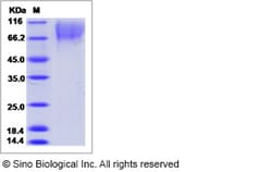 Sino Biological Canine Fractalkine / CX3CL1 Protein (His Tag) 100ug, Quantity: