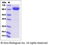 Sino Biological Canine IL13RA2 / IL13R Protein (Fc Tag) 100ug, Quantity: