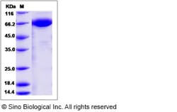 Sino Biological Recombinant Canine Neuregulin-1/NRG1 Protein (ECD, hFc