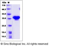 Sino Biological Canine NRG1 / Neuregulin 1 Protein (EGF Domain, Fc Tag)