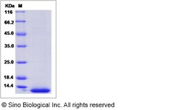 Sino Biological Recombinant Canine Neuregulin-1/NRG1 Protein (His Tag),