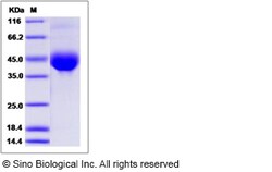 Sino Biological Recombinant Canine Neuregulin-1/NRG1 Protein (ECD, His