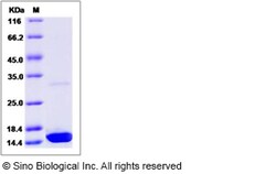 Sino Biological Recombinant Canine IL-17A Protein, Quantity: Each of 1