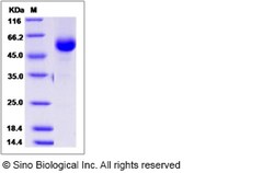 Sino Biological Recombinant Canine CD40/TNFRSF5 Protein (hFc Tag), Quantity: