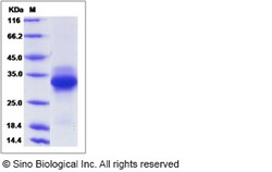 Sino Biological Recombinant Canine CD40/TNFRSF5 Protein (His Tag), Quantity: