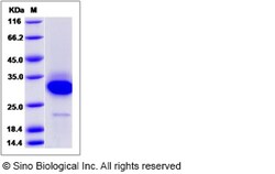 Sino Biological Recombinant Canine CD40/TNFRSF5 Protein, Quantity: Each