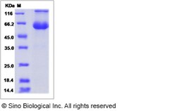 Sino Biological Canine PD1 / PDCD1 / CD279 Protein (Fc Tag) 100ug, Quantity: