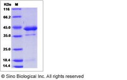 Sino Biological Recombinant Canine GDNF Protein (hFc Tag), Quantity: Each