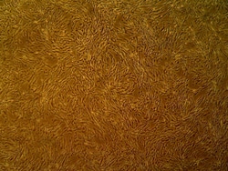 Cell Systems Corporation Primary Human Aortic Smooth Muscle Cells (ACBRI