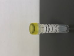 T4 UvsX DNA Recombinase, Lyophilized, G-Biosciences