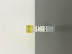 T4 GP32 Protein, Glycerol Free, G-Biosciences