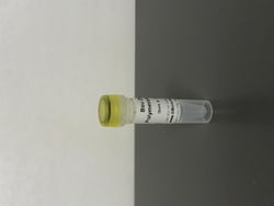 Bsu DNA Polymerase Large Fragment, Lyophilized, G-Biosciences