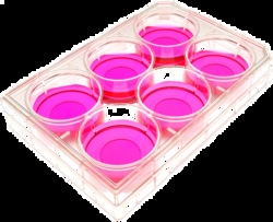 MatTek Corporation (Case of 10) 6-Well Plates, No. 1.5 Uncoated Coverslip,