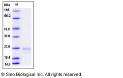 Sino Biological VEGF164 Protein, Rat, Recombinant, Quantity: Each of 1