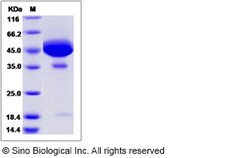 Sino Biological Recombinant Rat GM-CSF/CSF2 Protein (hFc Tag), Quantity: