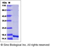 Sino Biological Recombinant Rat IL-10 Protein, Quantity: Each of 1
