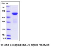 Sino Biological Recombinant Rat Ephrin A5 Protein (hFc Tag), Quantity: