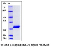 Sino Biological Recombinant Rat Ephrin A5 Protein (His Tag), Quantity: