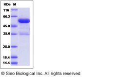 Sino Biological Rat Ephrin-B3 / EFNB3 Protein (Fc Tag) 100ug, Quantity: