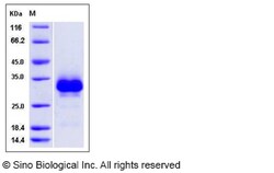Sino Biological Recombinant Rat RANK/TNFRSF11A Protein (His Tag), Quantity: