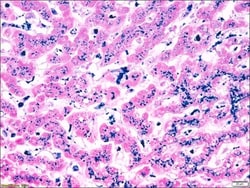 Sigma-Aldrich&nbsp;Iron TISSUE-TROL&trade; Control Slides