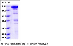 Sino Biological Recombinant Rat CLEC14A Protein (hFc Tag), Quantity: Each