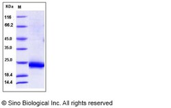 Sino Biological Recombinant Rat IL-3 Protein (His Tag), Quantity: Each