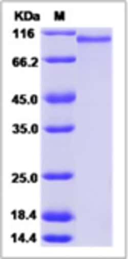 Sino Biological Recombinant Rat PEAR1 Protein (His Tag), Quantity: Each