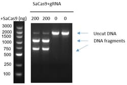 Genscript Corporation GenCRISPR SaCas9 2NLS Nuclease, Quantity: Each of