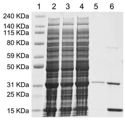 Genscript Corporation MonoRab Anti-Camelid VHH Affinity Resin, Quantity: