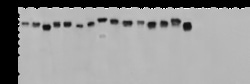 Sino Biological Influenza A Virus Hemagglutinin / HA Antibody, Rabbit MAb,