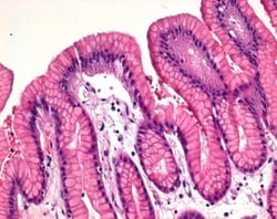 MilliporeSigma Modified Hematoxylin Solution