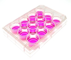 MatTek Corporation (Sleeve of 1) 12-Well Plate, No. 1.5 Uncoated Coverslip, 10 mm Glass Diameter