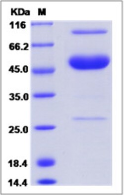 Sino Biological Recombinant Cynomolgus, Rhesus M-CSF/CSF1 Protein (hFc