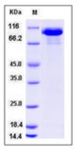 Sino Biological Recombinant Rhesus HER3/ERBB3 Protein (His Tag), HPLC-verified,