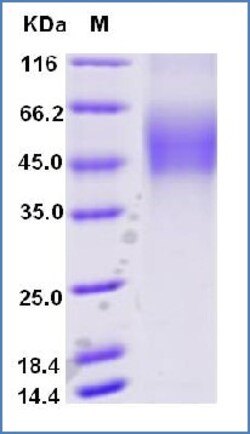 Sino Biological Cynomolgus / Rhesus CD19 Protein (His Tag), Biotinylated,