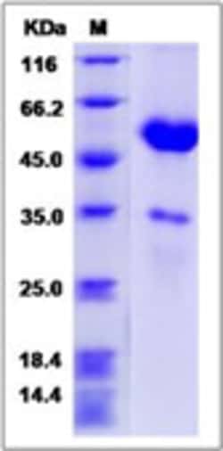 Sino Biological Recombinant Cynomolgus OX40 Ligand/TNFSF4 Protein (mFc