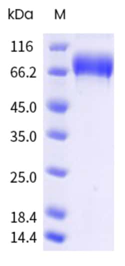 Sino Biological&nbsp;Recombinant Cynomolgus, Rhesus OX40 Ligand/TNFSF4 Protein (Trimer, His Tag), MALS-verified 20