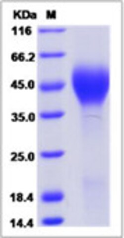 Sino Biological Recombinant Cynomolgus Interferon alpha/beta receptor 2