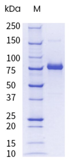 Sino Biological&nbsp;Recombinant Cynomolgus, Rhesus Transferrin Receptor/TFR1/CD71 Protein (His Tag), Endotoxin-Free