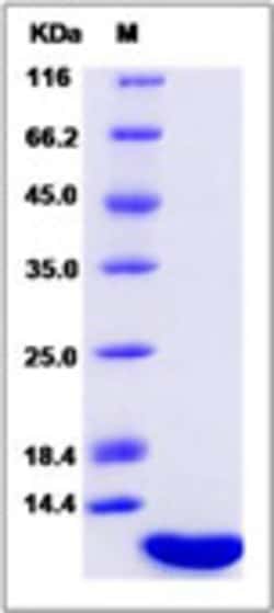 Sino Biological Recombinant Rhesus IL-8/CXCL8 Protein 100, Quantity: Each