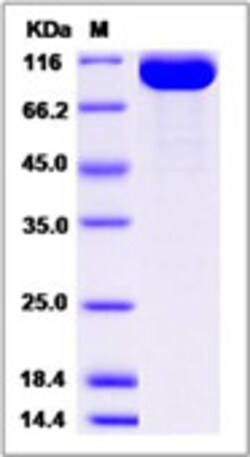 Sino Biological Recombinant Rhesus CDCP1 Protein (His Tag), HPLC-verified,