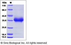 Sino Biological Recombinant Cynomolgus CD2 Protein (His Tag), HPLC-verified,