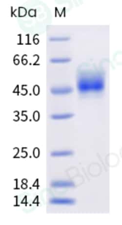 Sino Biological Recombinant Cynomolgus, Rhesus Siglec-3/CD33 Protein (His