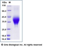 Sino Biological Recombinant Cynomolgus PD-1 Protein (His Tag), HPLC-verified,
