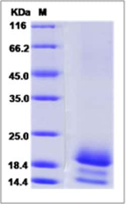 Sino Biological Recombinant Cynomolgus, Rhesus Fractalkine/CX3CL1 Protein