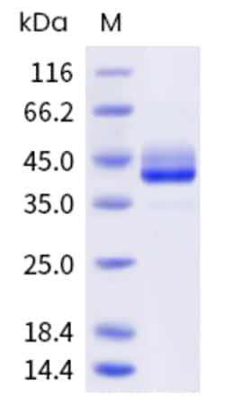 Sino Biological Cynomolgus CD3E Protein 1MG (Sino Biological), Quantity: